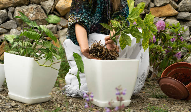 The Best Hair Care Tips for Gardeners