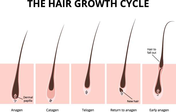 The Science Behind Hair Growth: How to Unlock Your Hair’s Full Potential