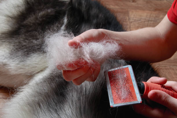 How to Protect Your Hair from Pet Hair: Essential Tips for Pet Owners